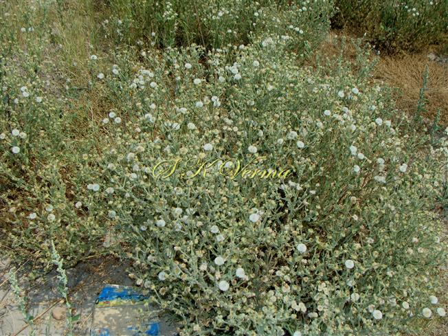  Plant